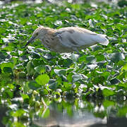 Malagasy Pond Heron