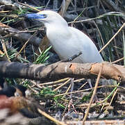 Malagasy Pond Heron