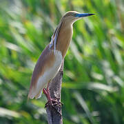 Squacco Heron