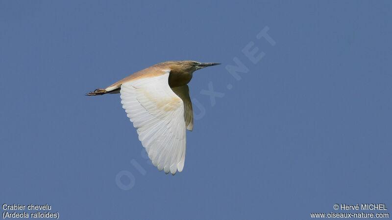 Squacco Heron