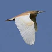 Squacco Heron