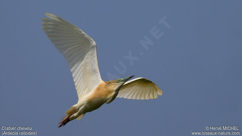 Squacco Heron