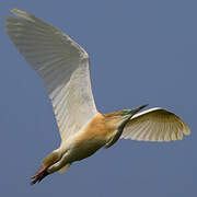 Squacco Heron