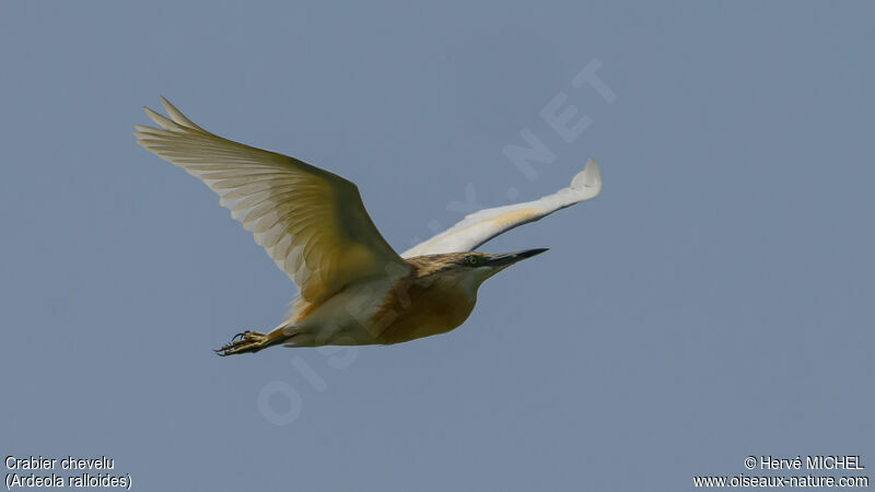 Squacco Heron