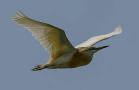 Squacco Heron