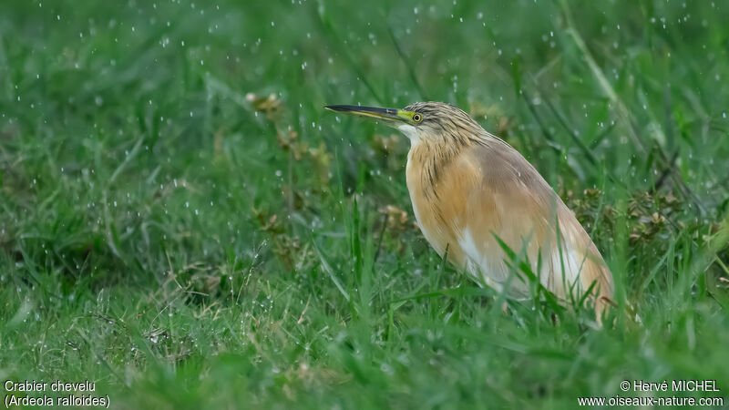 Squacco Heron