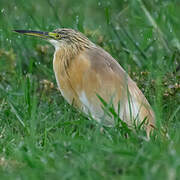 Squacco Heron