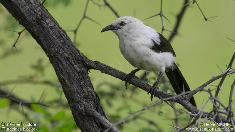 Southern Pied Babbler