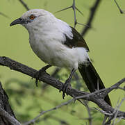 Southern Pied Babbler