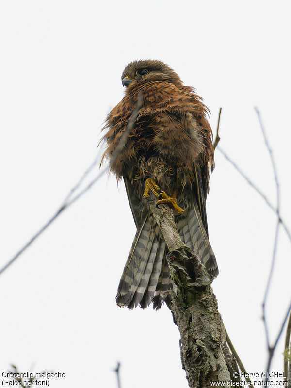 Malagasy Kestrel