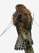 Malagasy Kestrel