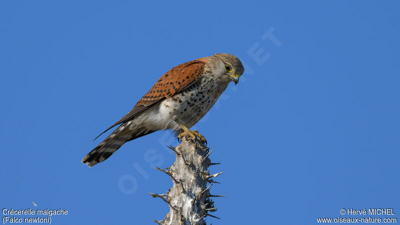 Malagasy Kestrel