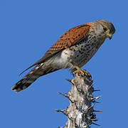 Malagasy Kestrel