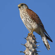 Malagasy Kestrel