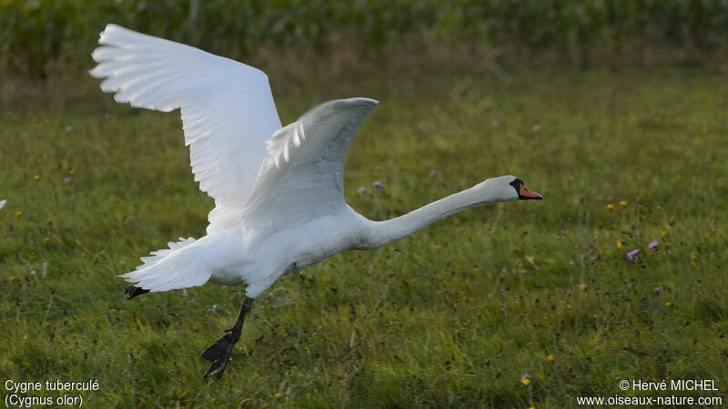 Cygne tuberculé