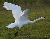 Cygne tuberculé