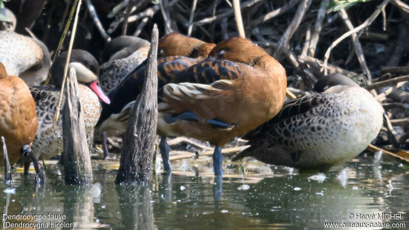 Dendrocygne fauve