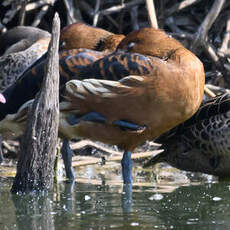 Dendrocygne fauve