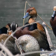 Fulvous Whistling Duck