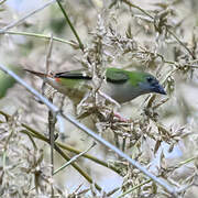 Pin-tailed Parrotfinch