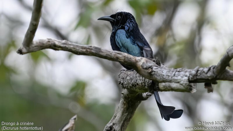 Drongo à crinière