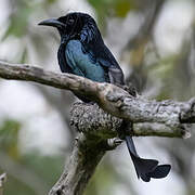 Hair-crested Drongo