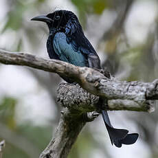 Drongo à crinière