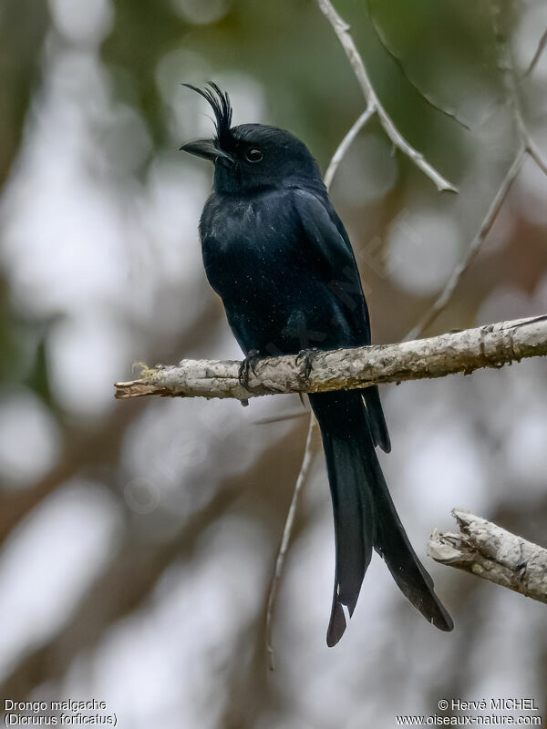 Drongo malgache