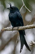 Crested Drongo