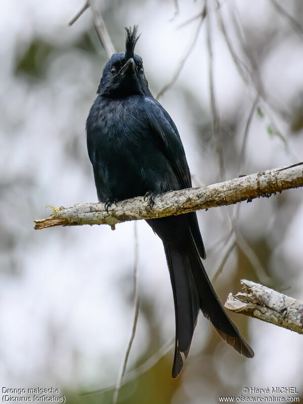 Crested Drongo