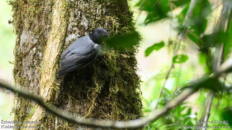 Madagascar Cuckooshrike