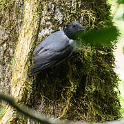 Madagascar Cuckooshrike