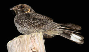 Madagascar Nightjar