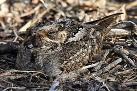 Madagascar Nightjar