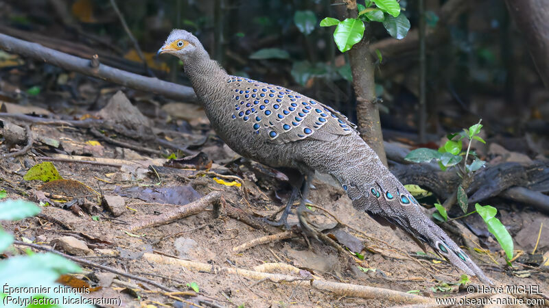 Grey Peacock-Pheasant