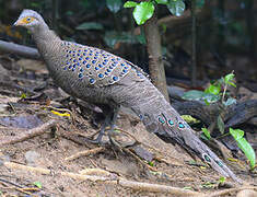 Grey Peacock-Pheasant