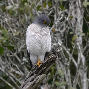 Frances's Sparrowhawk