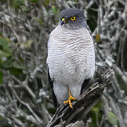 Frances's Sparrowhawk