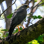 Ovambo Sparrowhawk