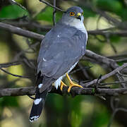 Little Sparrowhawk