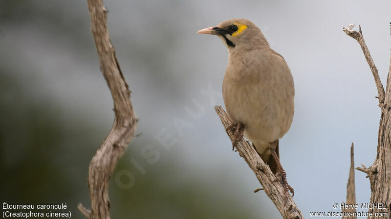 Wattled Starling