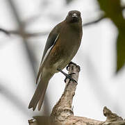 Madagascar Starling