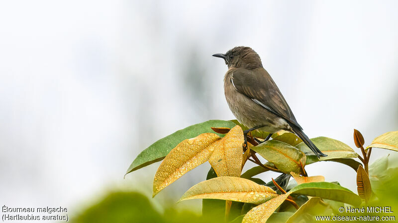 Madagascar Starling