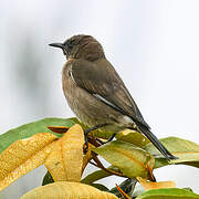 Madagascar Starling