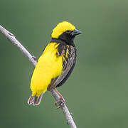 Yellow-crowned Bishop