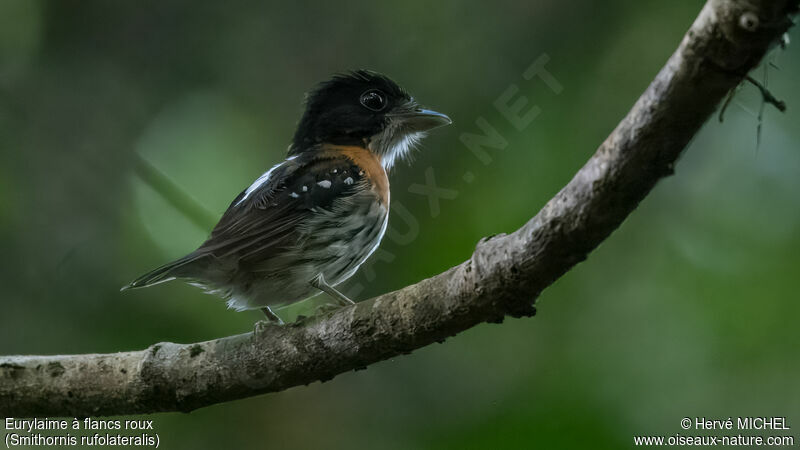 Rufous-sided Broadbill