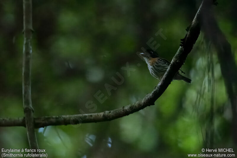 Rufous-sided Broadbill