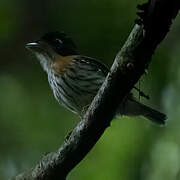 Rufous-sided Broadbill