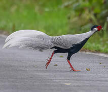 Silver Pheasant