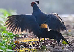 Siamese Fireback